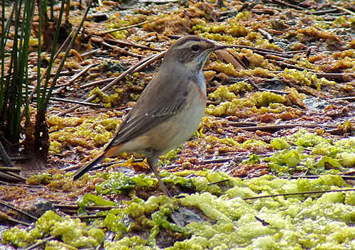 bluethroat